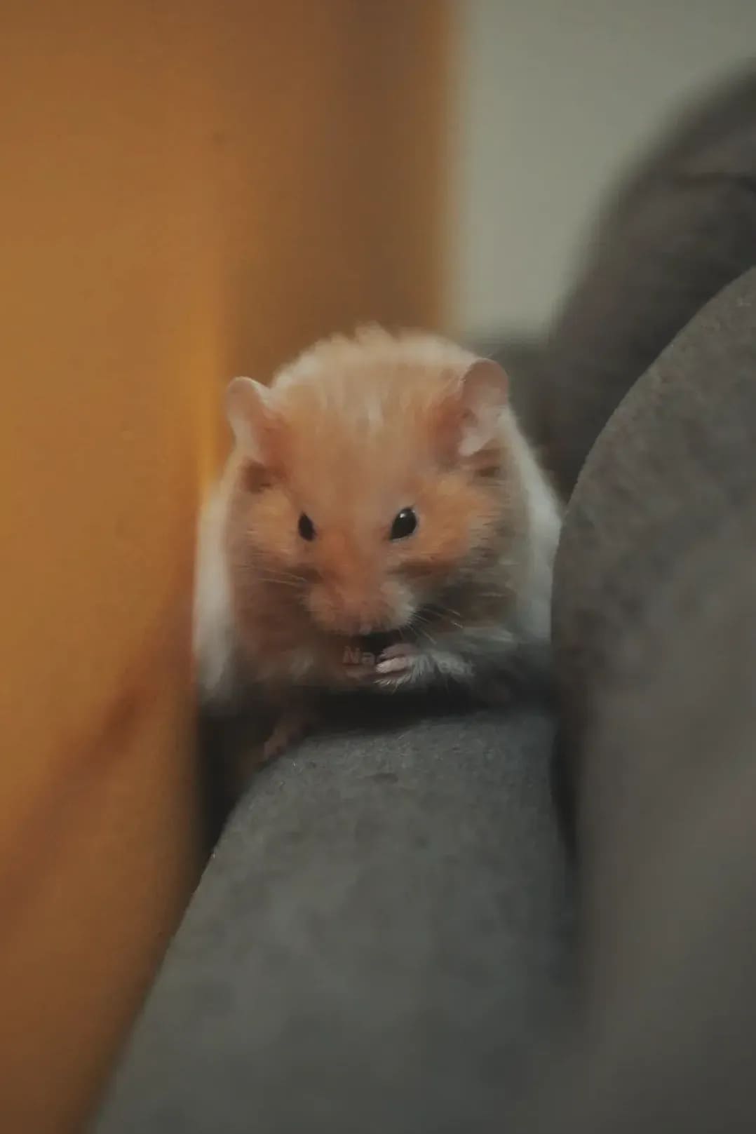 NagerNest
