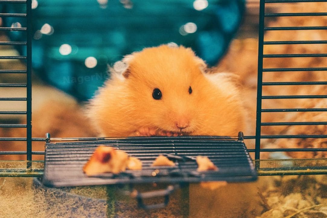 Was Hamster wirklich gerne fressen