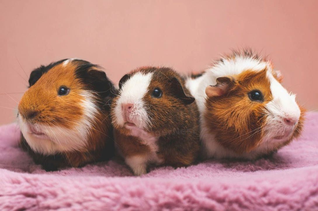 Verkauf von Hamsterfutter und Snacks